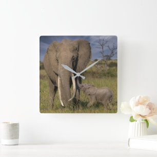 Reloj Cuadrado Animales de bebé más afectados Elefante Amama co