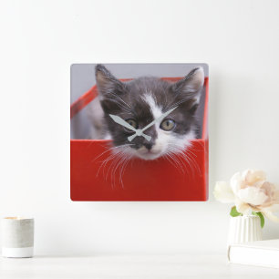 Reloj Cuadrado Animales de bebé más afectados Gatito blanco y n