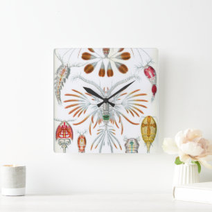 Reloj Cuadrado Animales Oceánicos Antiguos, Copepoda por Ernst Ha