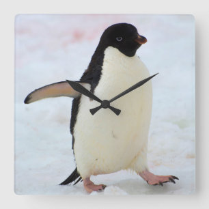Reloj Cuadrado Antarctica. Petermann Island. Adelie penguin