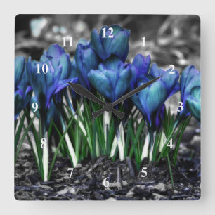 Reloj Cuadrado Aqua Blue Crocus Blooms