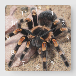 Reloj Cuadrado Araña Tarantula de rodilla roja mexicana