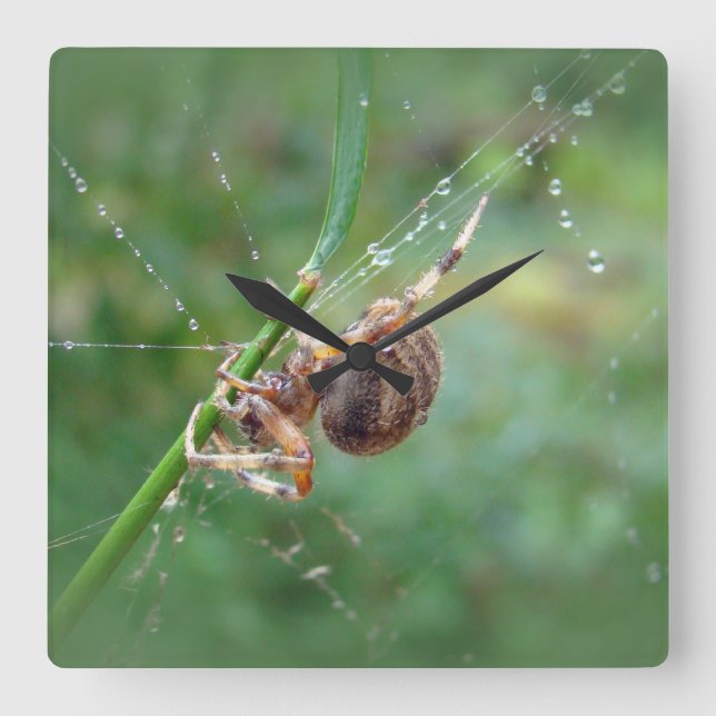 Reloj Cuadrado Araneus - Orb Weaver Spider (Anverso)
