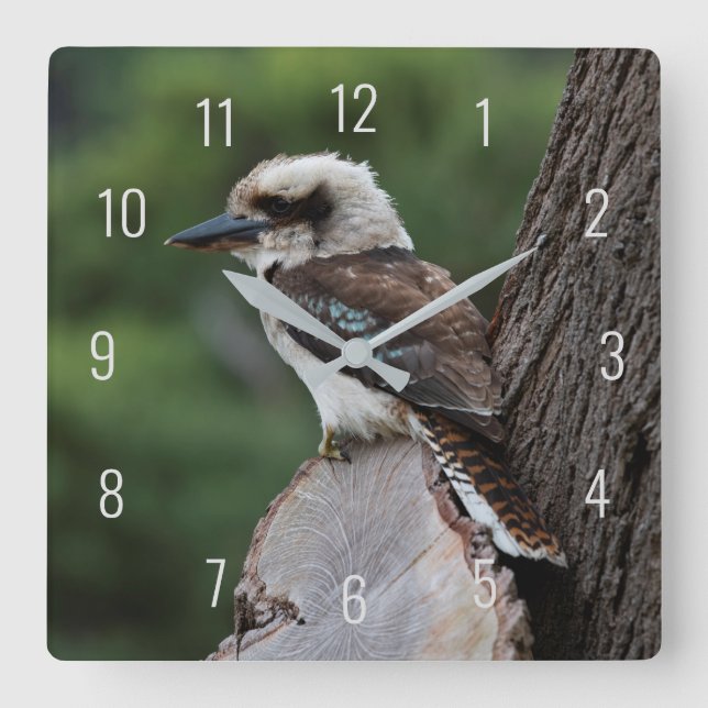 Reloj Cuadrado Árbol animal de aves Kookaburra (Anverso)