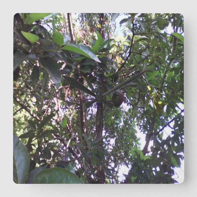 Reloj Cuadrado Árbol de aguacate (Anverso)