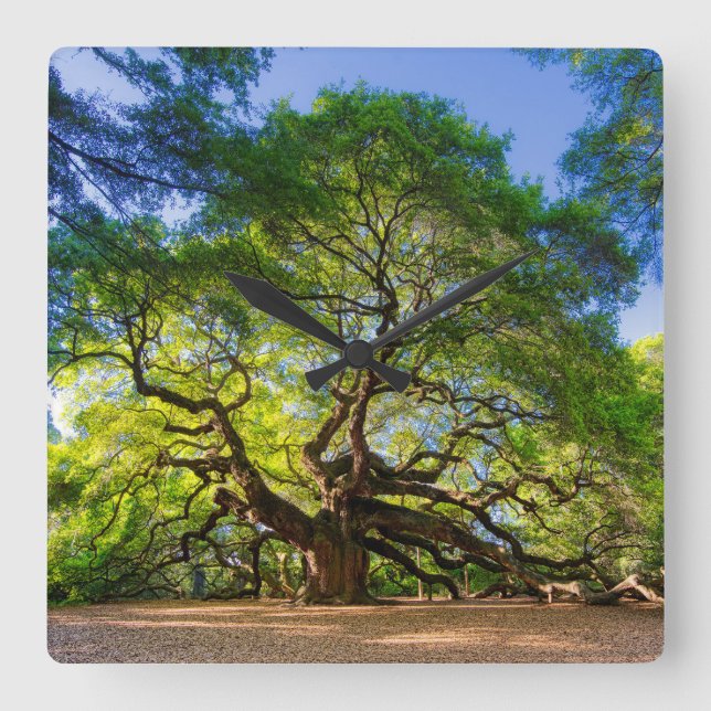 Reloj Cuadrado Árbol elegante de roble ángel (Anverso)