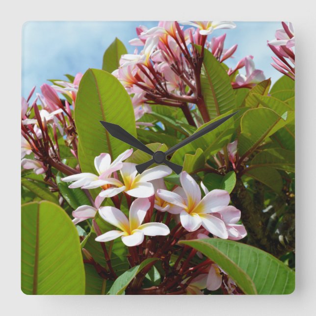 Reloj Cuadrado Árbol frangipani de flores rosadas, (Anverso)