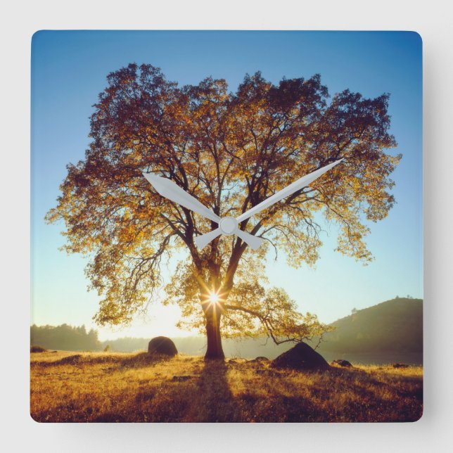 Reloj Cuadrado Árboles de roble negro| Bosque Nacional Cleveland, (Anverso)