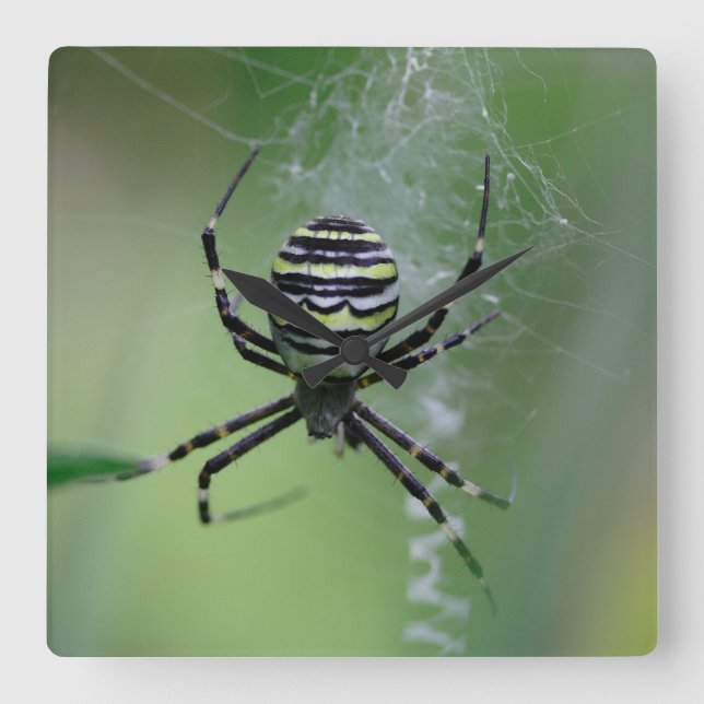 Reloj Cuadrado Argiope bruennichi (Anverso)