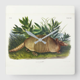 Reloj Cuadrado Armadillo de nariz larga y nueve bandas de Audubon
