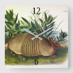 Reloj Cuadrado Armadillo de nariz larga y nueve bandas de Audubon