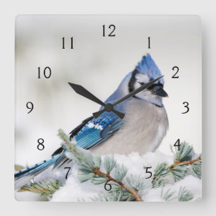Reloj Cuadrado Arrendajo azul en cedro azul del Atlas