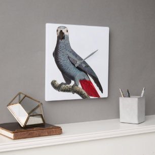 Reloj Cuadrado Arte de loro gris africano: hermoso pájaro exótico