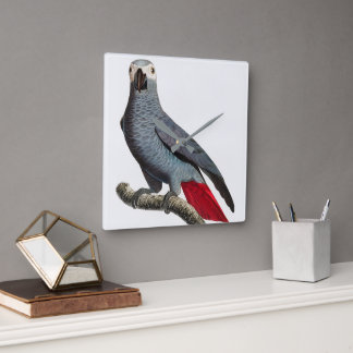 Reloj Cuadrado Arte de loro gris africano: hermoso pájaro exótico