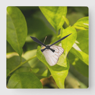 Reloj Cuadrado Ascia_02