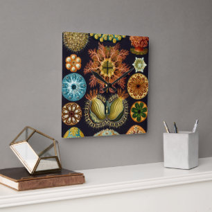 Reloj Cuadrado Ascidiae by Ernst Haeckel, Vintage Marine Animals