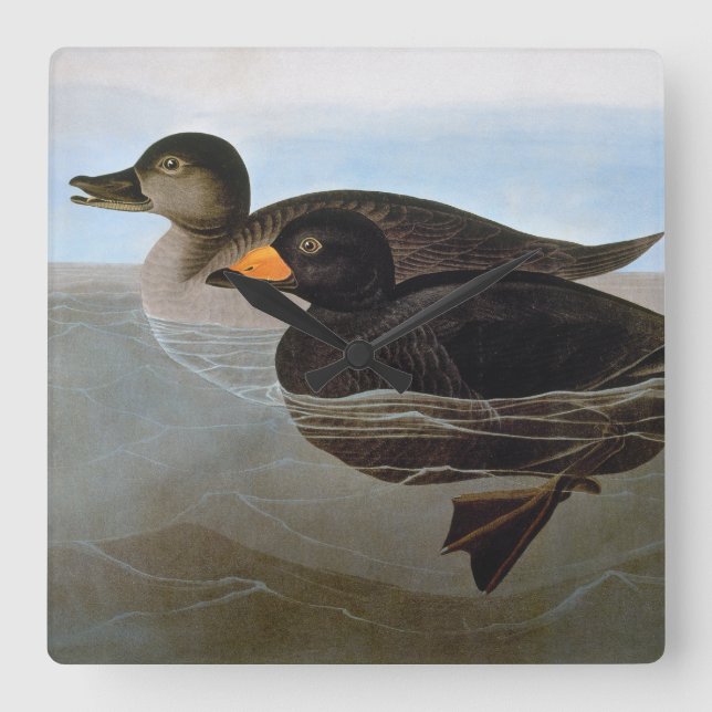 Reloj Cuadrado Audubon: Black Scoter (Anverso)