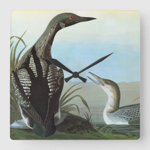 Reloj Cuadrado Audubon: Bribón ártico