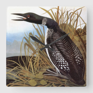 Reloj Cuadrado Audubon: Bribón común