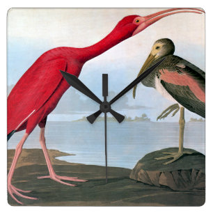 Reloj Cuadrado Audubon: Escarlata Ibis