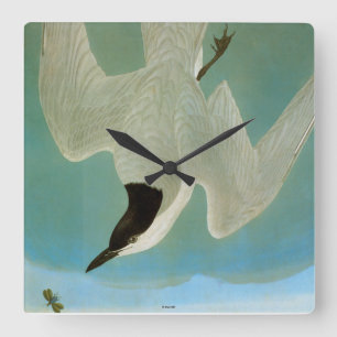 Reloj Cuadrado Audubon: Gull-Billed Tern