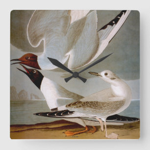 Reloj Cuadrado Audubon: La gaviota de Bonaparte