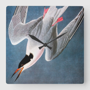 Reloj Cuadrado Audubon: Roseate Tern