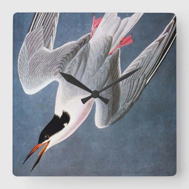 Reloj Cuadrado Audubon: Roseate Tern (Anverso)