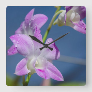 Reloj Cuadrado Australia, Territorio del Norte, Darwin
