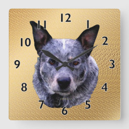 Reloj Cuadrado Australian Cattle Dog Portrait