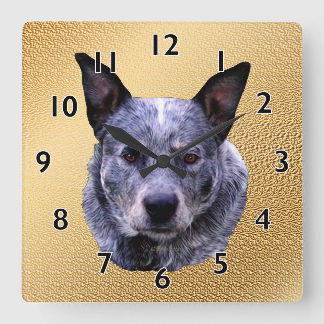 Reloj Cuadrado Australian Cattle Dog Portrait (Anverso)