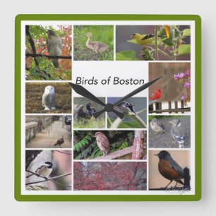 Reloj Cuadrado Aves del Collage de fotos de Boston