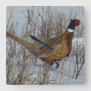 Reloj Cuadrado B23 Ring-necked Pheasant in Snow