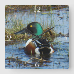 Reloj Cuadrado B25 Northern Shoveler Spoonbill