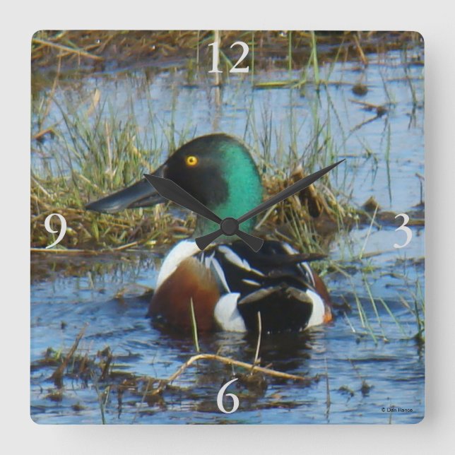 Reloj Cuadrado B25 Northern Shoveler Spoonbill (Anverso)
