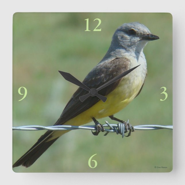 Reloj Cuadrado B31 Western Kingbird (Anverso)