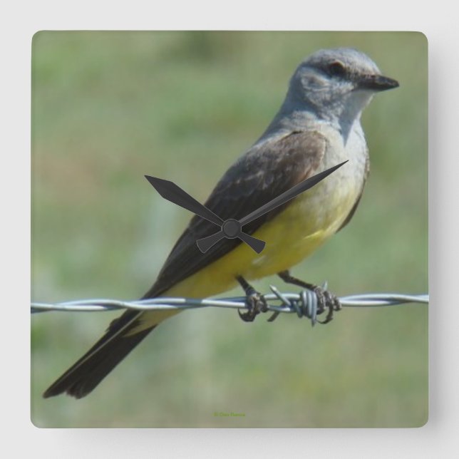 Reloj Cuadrado B44 Western Kingbird (Anverso)