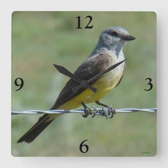 Reloj Cuadrado B44 Western Kingbird (Anverso)