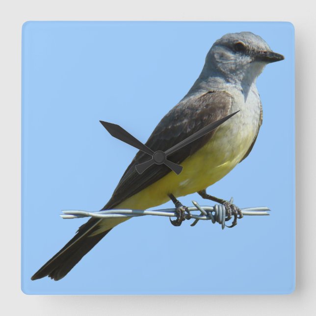 Reloj Cuadrado B45 Western Kingbird (Anverso)