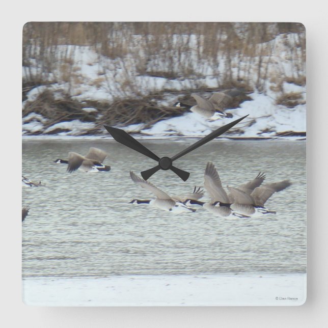 Reloj Cuadrado B7 Geese canadiense (Anverso)