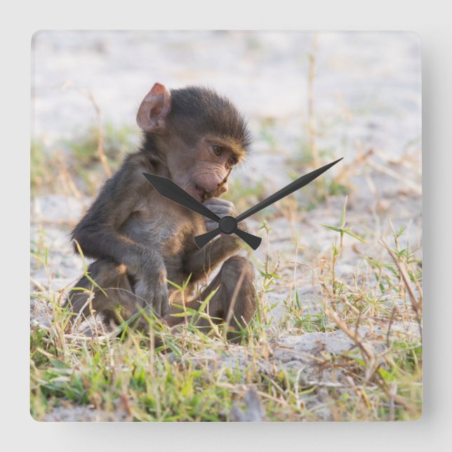 Reloj Cuadrado Baboon joven (Anverso)