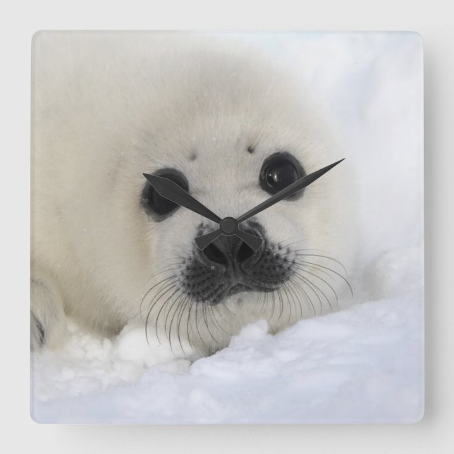 Reloj Cuadrado Baby Harp Seal (Anverso)