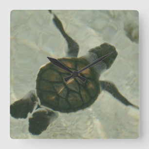 Reloj Cuadrado Baby Sea Turtle Swimming Out To Sea