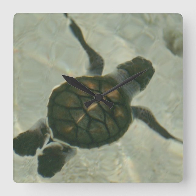 Reloj Cuadrado Baby Sea Turtle Swimming Out To Sea (Anverso)