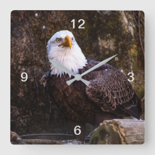 Reloj Cuadrado Bald Eagle