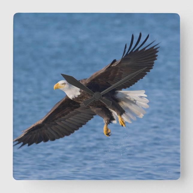 Reloj Cuadrado Bald eagle in flight (Anverso)