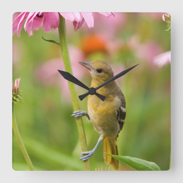 Reloj Cuadrado Baltimore Oriole (Anverso)