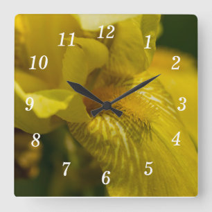 Reloj Cuadrado Barba de iris amarilla