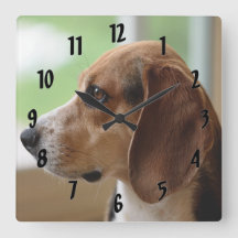 Beagle de sueño de día