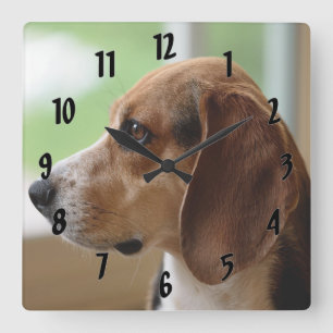 Reloj Cuadrado Beagle de sueño de día